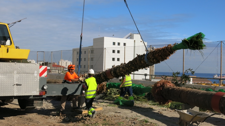 El Ayuntamiento traslada los árboles de Blas Cabrera Felipe para renovar las zonas verdes del paseo donde transitará la MetroGuagua