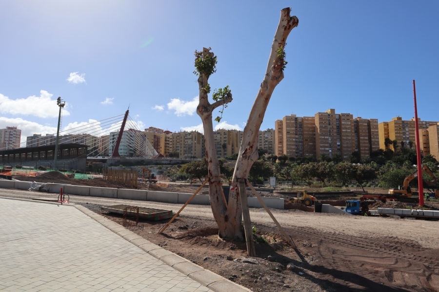 Finaliza el trasplante de 25 árboles de la avenida Blas Cabrera Felipe por donde transitará la MetroGuagua